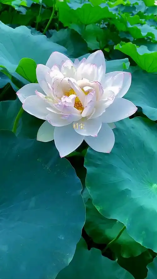 佛莲花愿你好运连连万事大吉