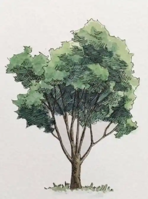 水彩画入门:各种树的画法●适合入门练习的水彩素材