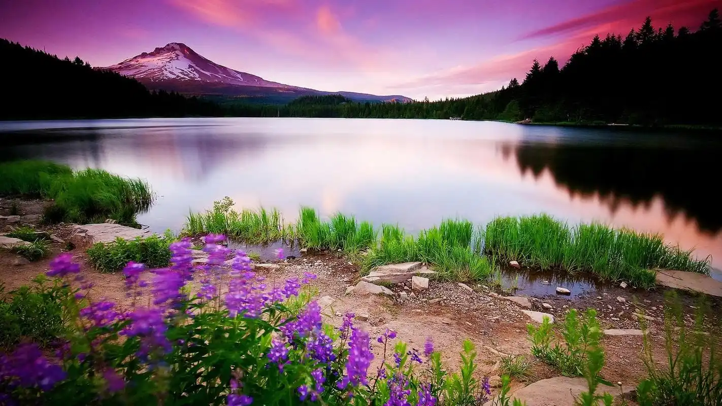 小清新唯美花海植物高清桌面壁纸