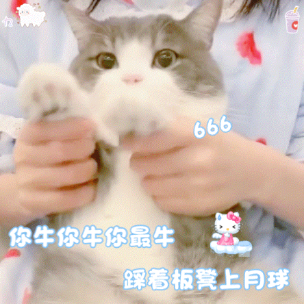 猫猫 可爱 表情包