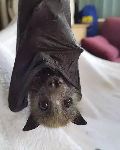 不看不知道,没想到蝙蝠宝宝原来这么可爱!