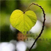 低调简约头像安静_微信头像图片大全