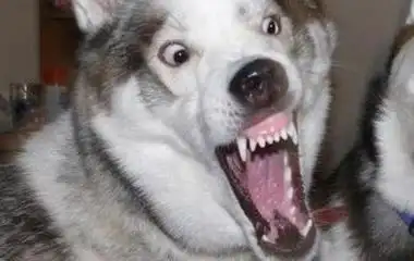 狗狗gif张大嘴gif可爱gif凶狠gif二哈gif