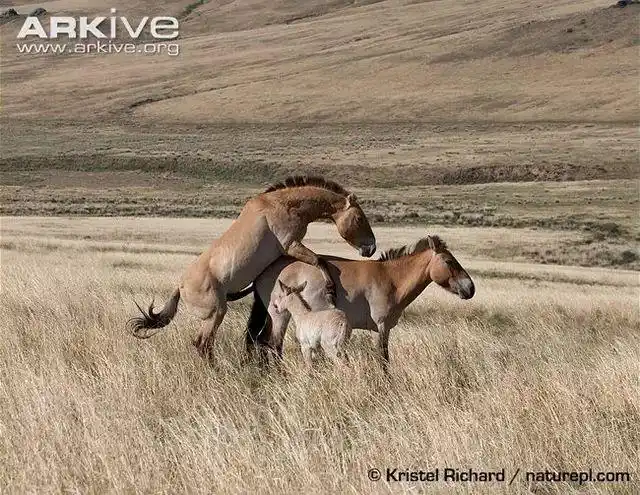 雌性的野马混进了家养的马群里,与雄性的家养马交配繁殖的后代又成了