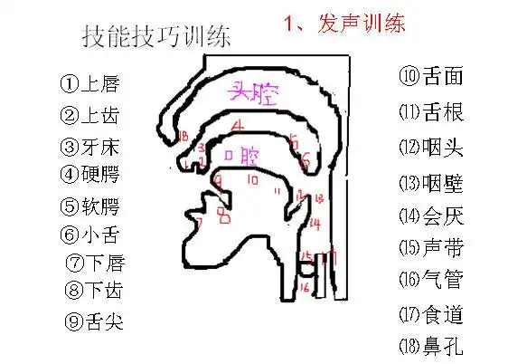 头的位置比身体的位置更重要,有人唱高音时把头抬起来,似乎唱上去省些