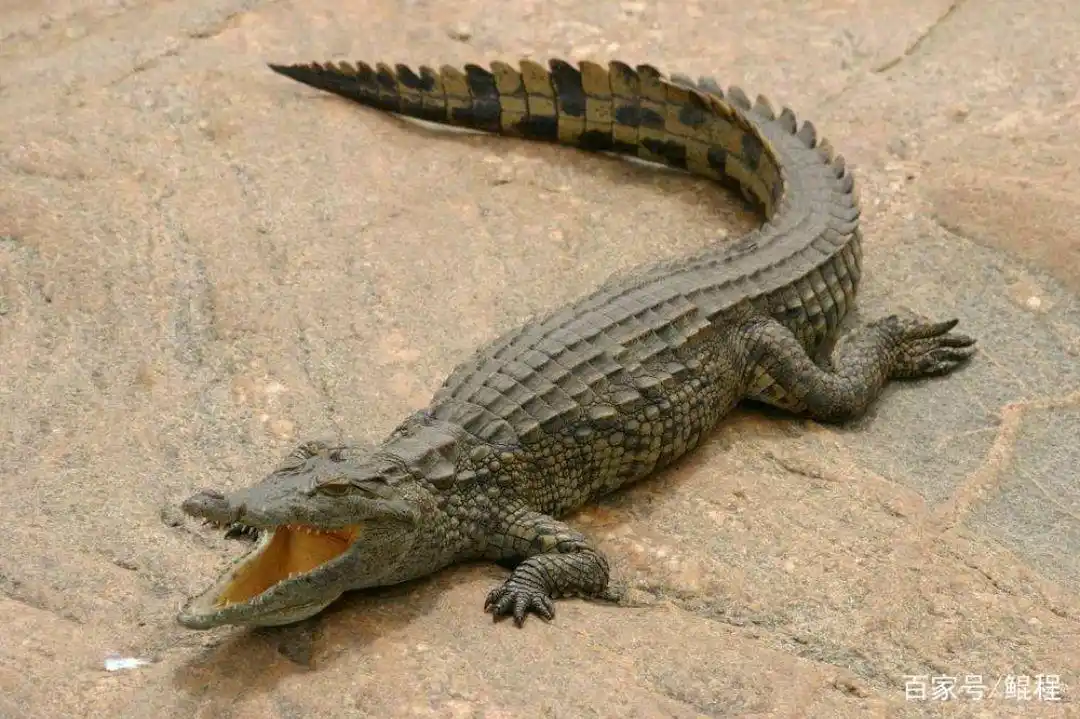 鳄鱼与恐龙之间的联系.