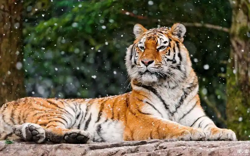 兽中之王之东北虎高清电脑壁纸组图