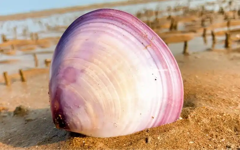 小崔赶海捡到一枚漂亮的紫色贝壳还有辣螺窝和一片迷你象拔蚌