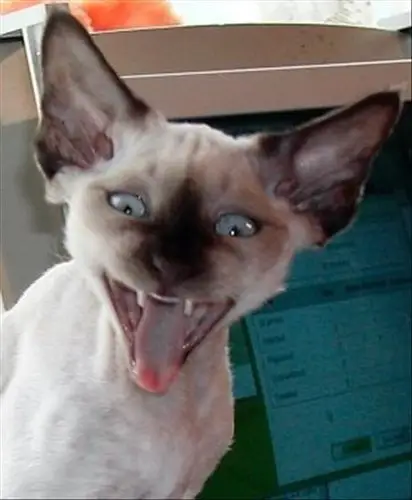 猫咪邪恶心态下的狰狞面目