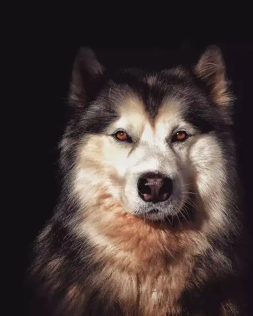 哈士奇头像狗狗头像你的每一个微笑都像极了天边的云