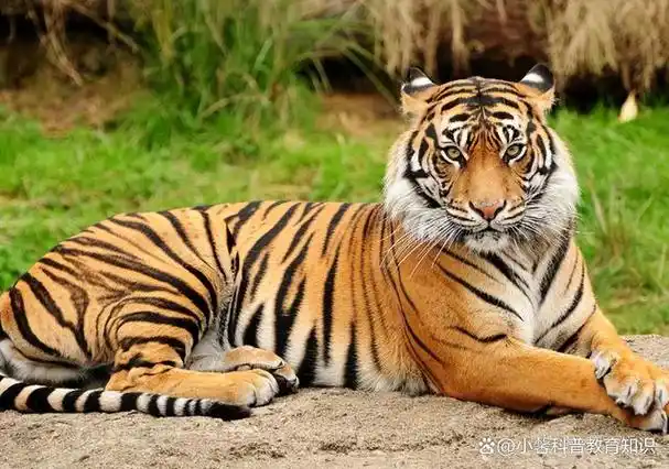 老虎一旦灭绝了,后果到底有多严重?新疆的教训不能忘