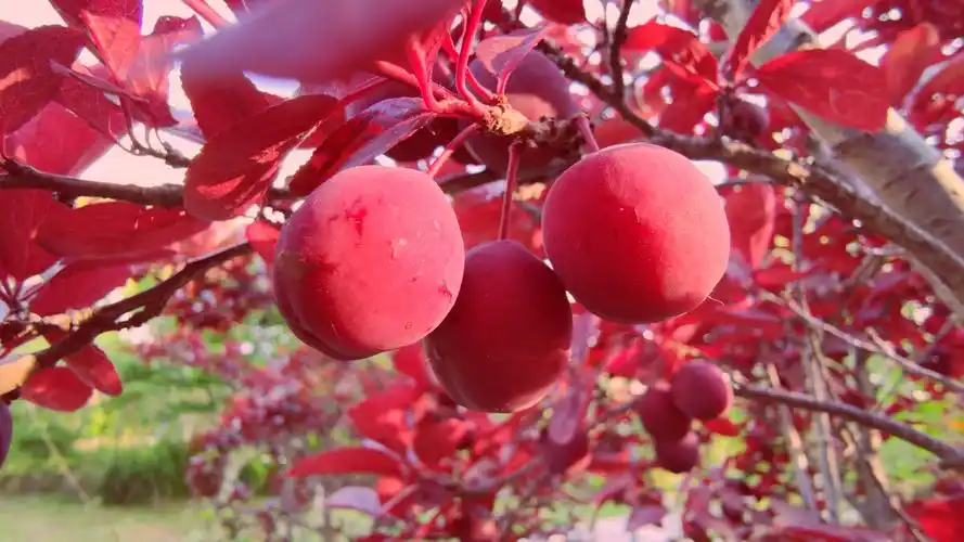 美人梅的果子首次见