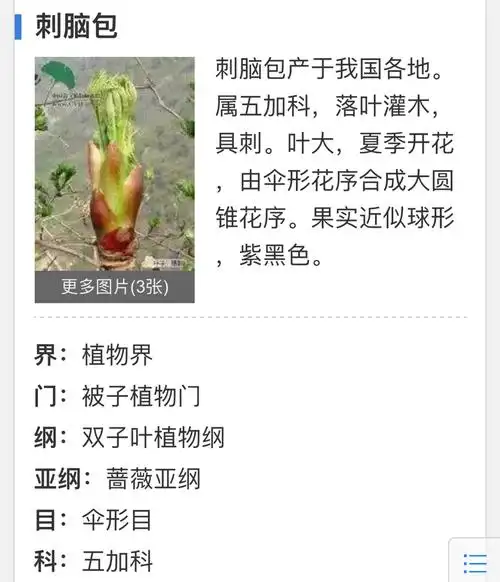 刺五加和刺脑包是同一植物吗