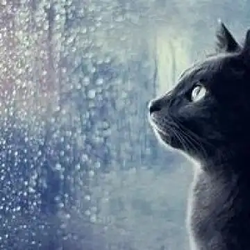 想念风时,就走进风里;想念雨时,就走进雨中,动物头像图片-回车桌面