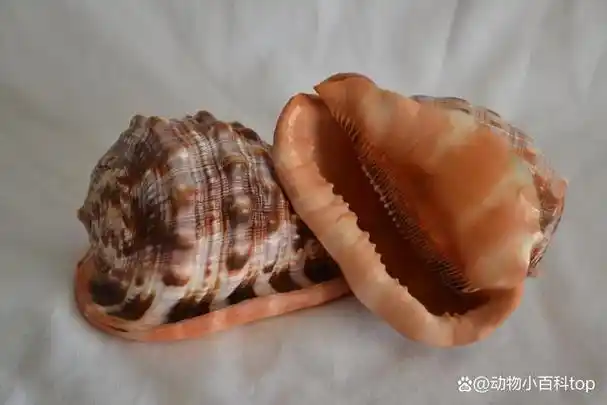 世界十大最好看的贝壳排名你见过几种