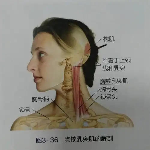 随后从胸锁乳突肌后缘向斜方肌前缘逐渐向外侧移动