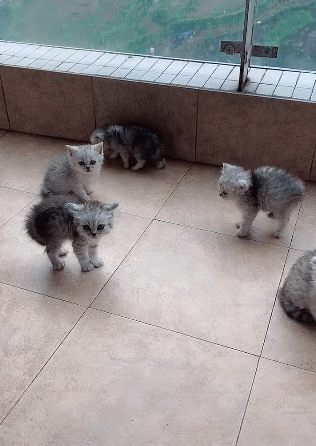 一群小猫见到主人就炸毛,疯狂尖叫,卸妆后杀伤力太强