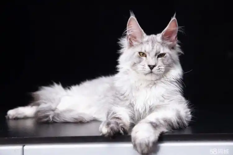 【58同城】牛杜布偶猫价格_多少钱一只|牛杜500元以下布偶猫图片|布偶