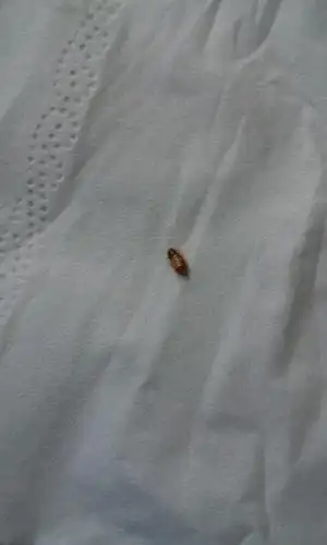 求问这是什么虫子,在棉絮上看到的_百度知道