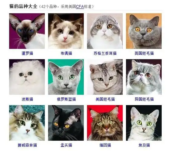 中华田园猫以及美国cfa标准42品种宠物猫品种大全(附猫图片鉴赏)