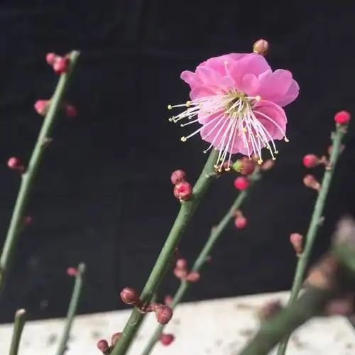 p>骨里红梅为真梅系 a target="_blank" href="/item/直脚">直脚 /a>