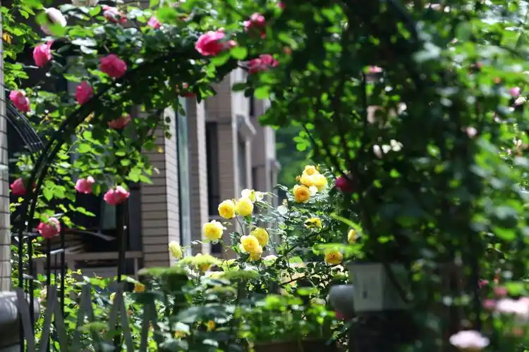 邻居家的小花园惊艳亮相,美爆了!