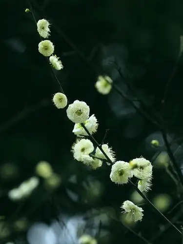 其它 庐诗春晓唱和雅集—绿梅 盛法 写美篇敬和盛