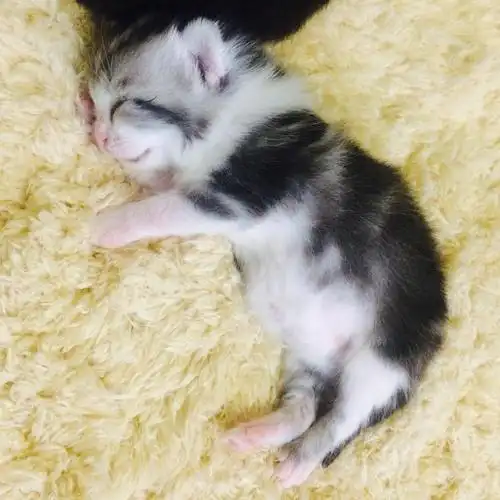 【北京】自家快两个月 两只美短加白dd 一只烟色dd.