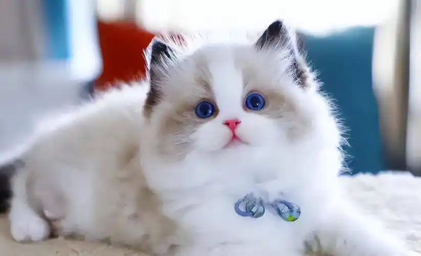 公认:10种"好看"的猫咪,你心中的top1是哪一种?