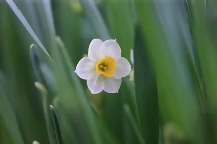 水仙品种金盏银台,单瓣,清香浓郁