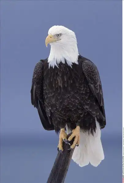 【首发】猎鹰和鱼