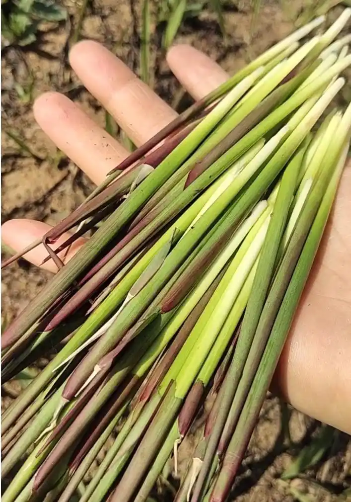 生在地下的一种"茅根",小时常吃,还是解毒良药,见到请品尝