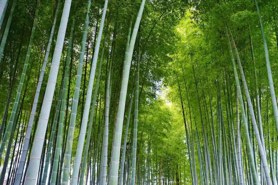 竹林 竹子 竹叶4k高清图片,4k高清风景图片,娟娟壁纸