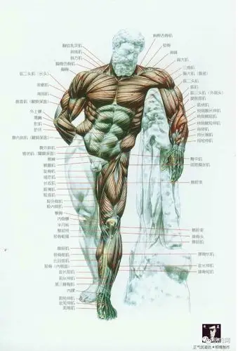 人体肌肉图解人体各个肌肉部位名称图解健身者必知