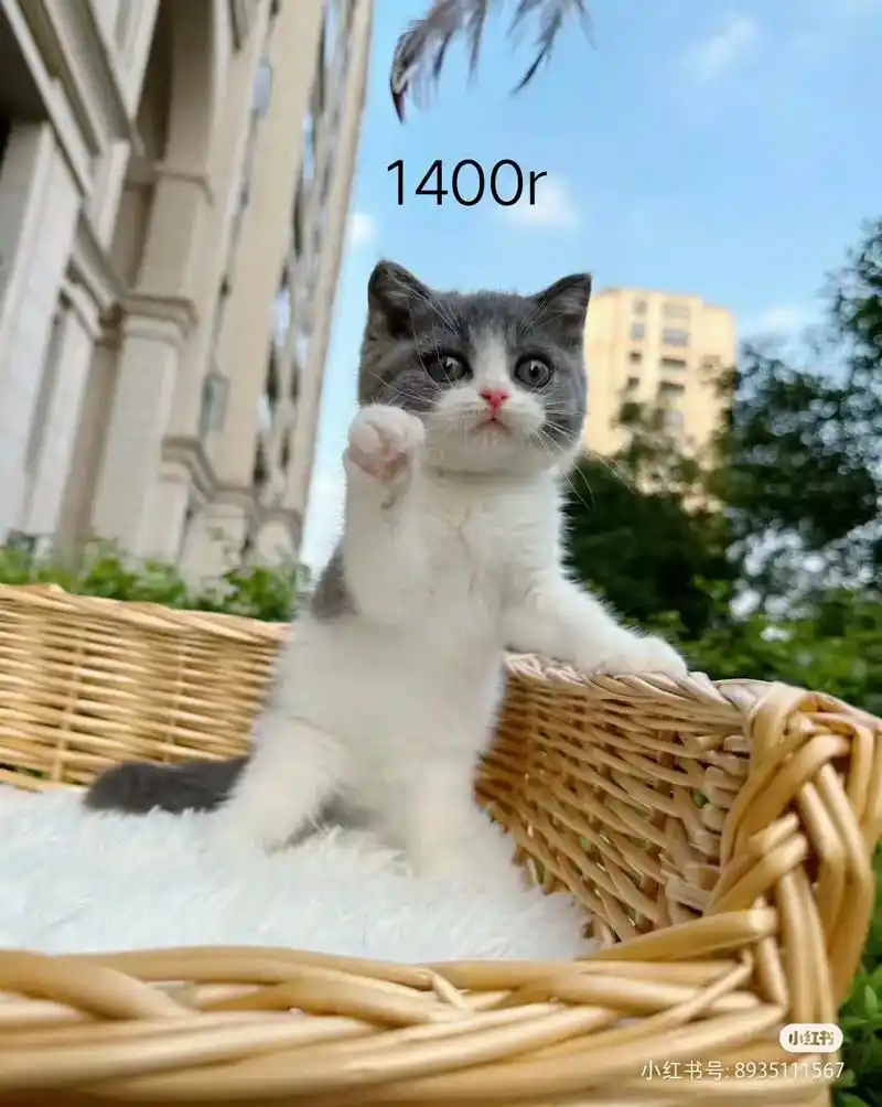短毛蓝白弟弟,价格如图.猫舍准备升级(更新猫舍设备,装修和繁 - 抖音
