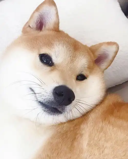 呆萌可爱小狗高清手机壁纸,古灵精怪,乖巧可爱