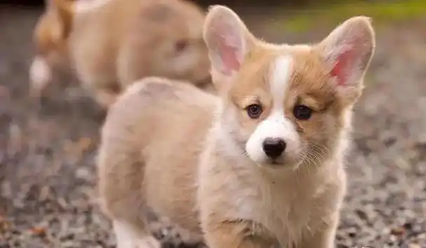 杀人最多的六种动物,第一种每年致死超72万人,你认识