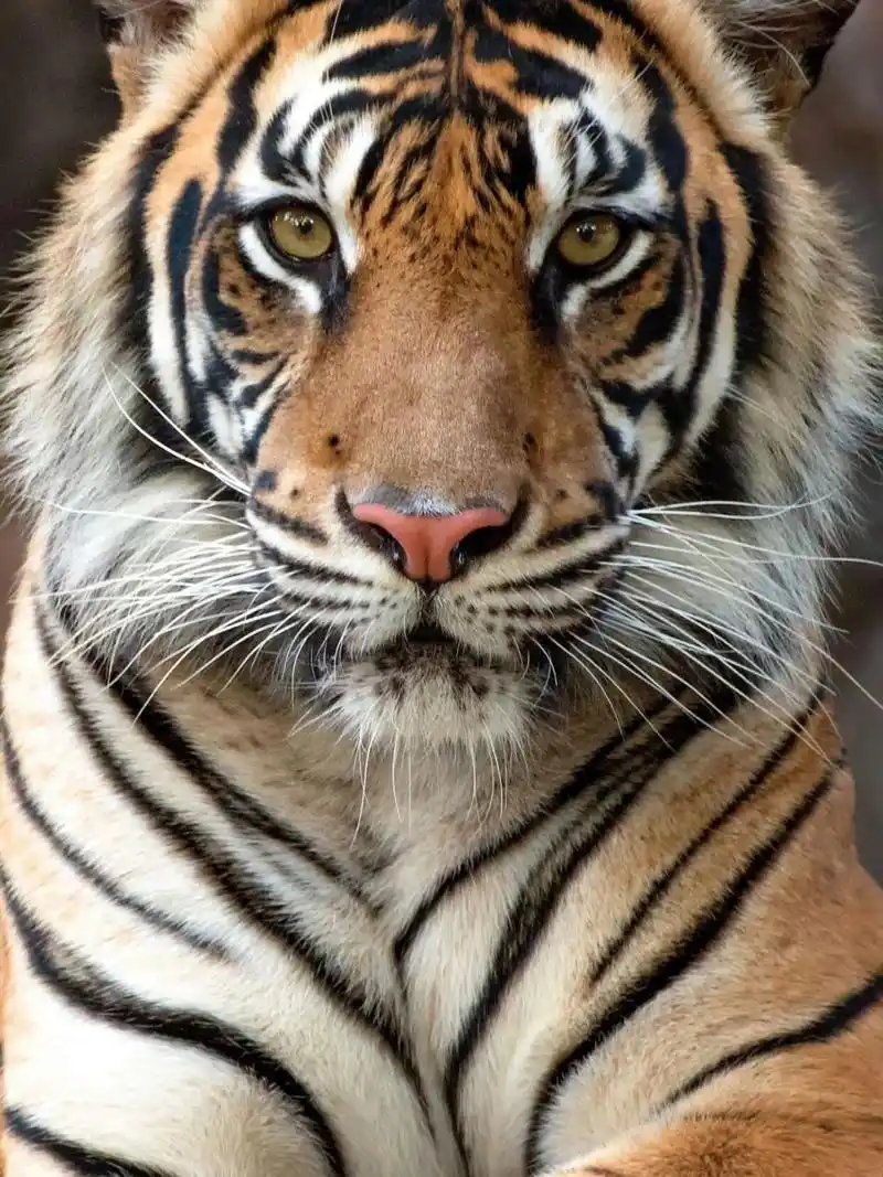 老虎壁纸,侵删!