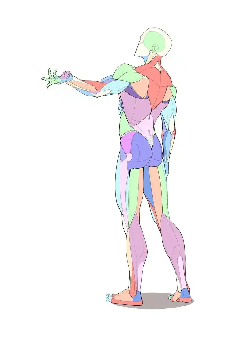 男性肌肉结构画法～男性肌肉结构绘画素材.#速写 #零基础学画 - 抖音