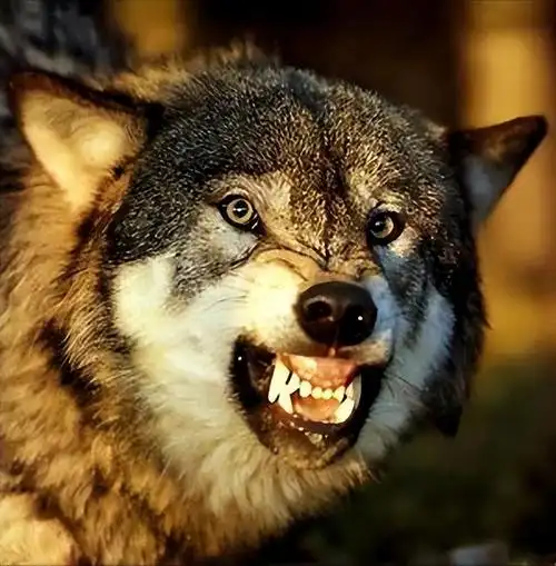 回顾新疆小城遭狼群突袭不伤害人畜排列整齐直奔老人家中