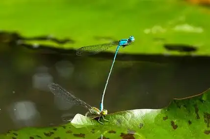 蜻蜓在荷叶上交配.