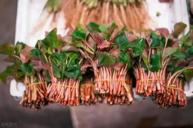 鱼腥草种植一亩产量和效益是多少
