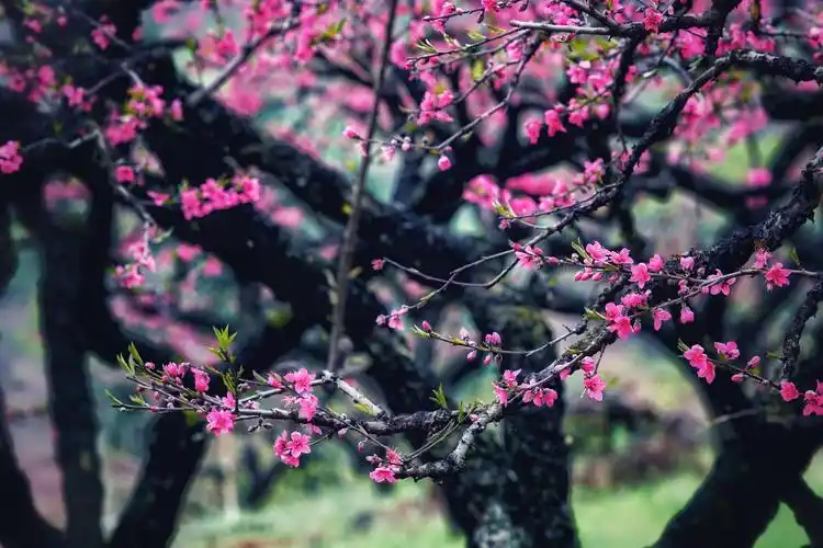 醉美连平桃花源,"十里桃花,万亩果园".