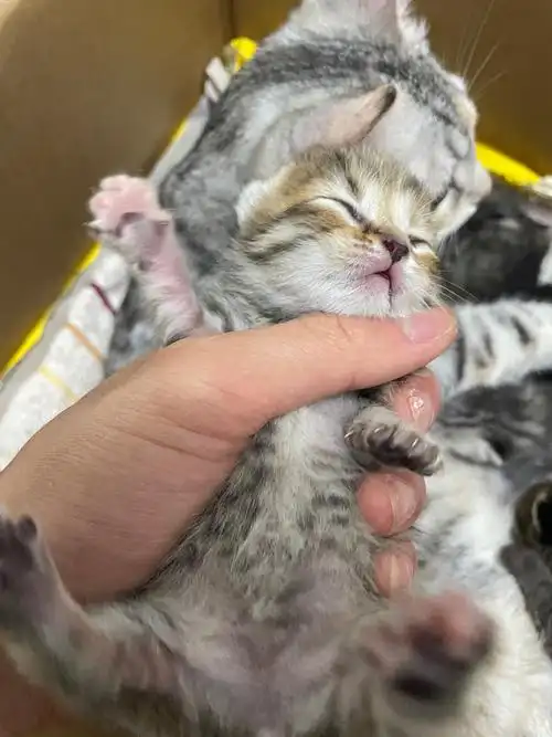 英短纯蓝猫串三花田园