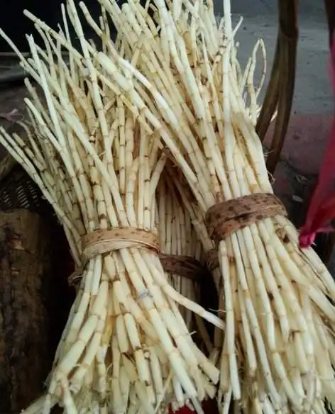 白茅根