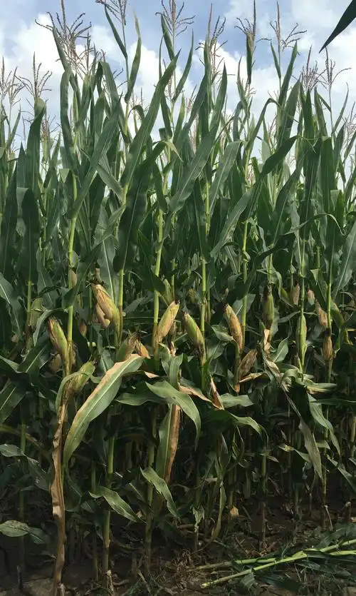 金韵308 耐密,高产,优质,高效玉米新品种 最新引种 隆重推出