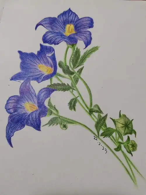 彩铅画临摹——桔梗花|纯艺术|绘画|空白321 - 临摹作品 - 站酷