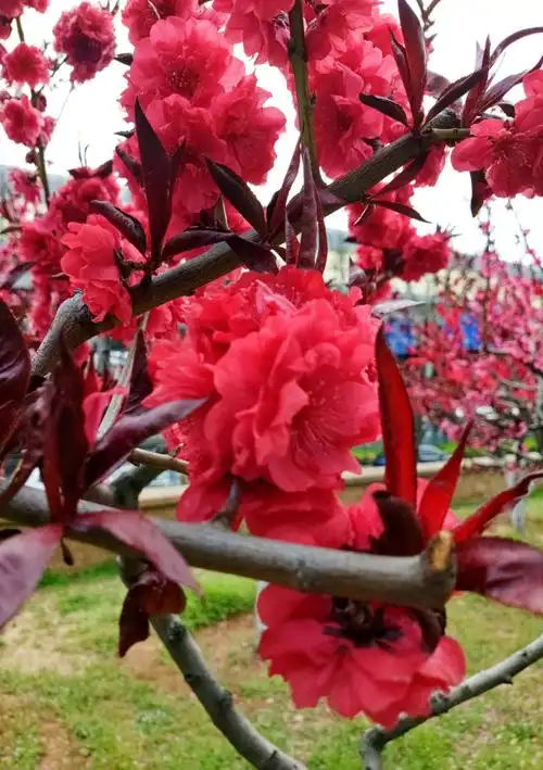 一抺桃花红,骄阳红似火