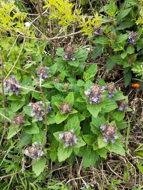 中药植物科普之--筋骨草