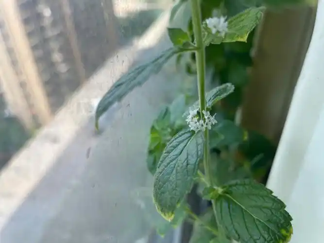 唯二幸存的,只浇过水,今天突然发现它开花了薄荷的花语是什么呢#薄荷